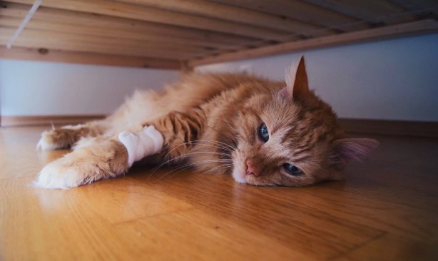 Что нужно знать о здоровье кота: профилактика и знаки заболеваний
