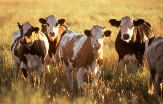 Украина получила разрешение на экспорт скота в Ливию