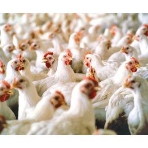 Украина уже в апреле 2013 года может начать поставки продукции птицеводства в Европейский Союз