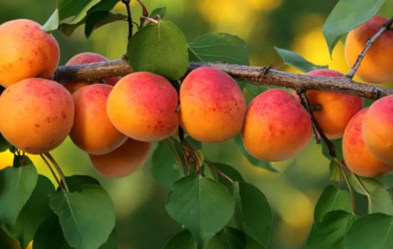 В странах ЕС ожидают большой урожай абрикосов