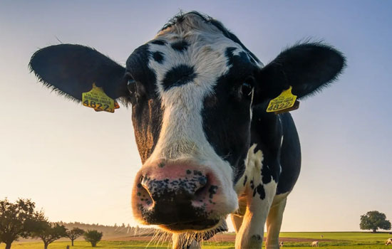 Найбільші виробники молочних продуктів почнуть розкривати дані про викиди метану