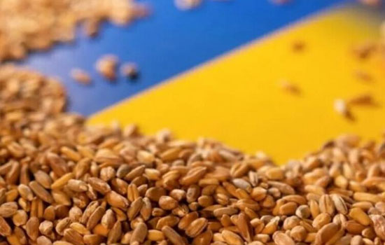 Експорт українського збіжжя зменшився до 12,7 млн тонн за рік