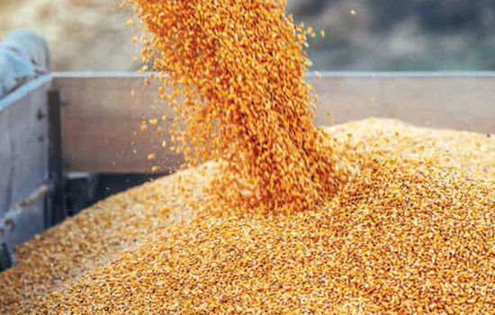 Експорт кукурудзи утричі вище торішнього