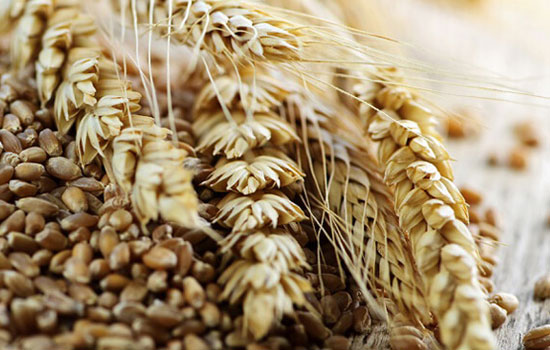 Експорт пшениці удвічі перевищує торішні обсяги