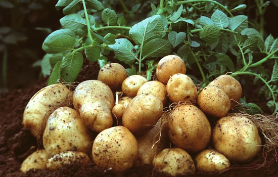 Украина вошла в топ-3 потребителей картофеля в мире
