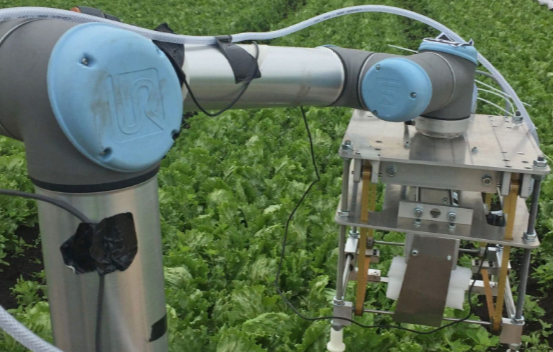 На британских полях тестируют робота для сбора салата