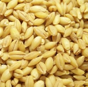 В 2013 году аграрии планируют увеличить урожай зерновых на 20%