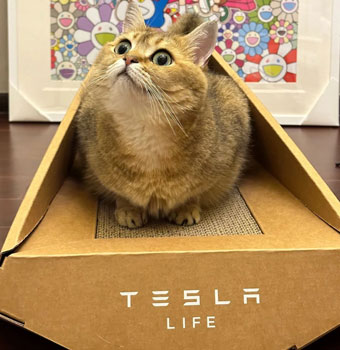 Tesla     