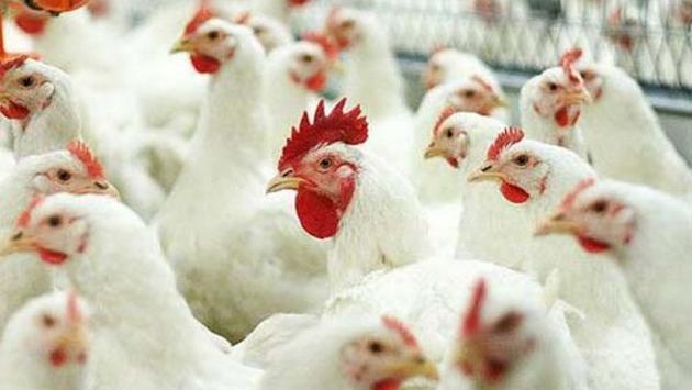 Птицеводы Украины считают повышение цен на курицу обоснованным