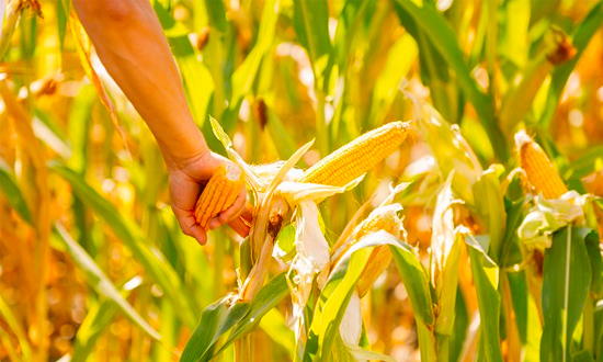 Украинская кукуруза с начала недели подешевела на 3%