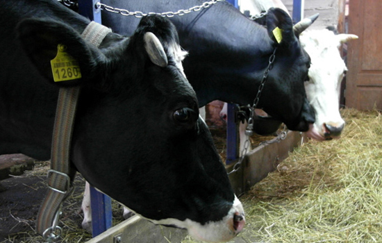 Окупанти примушують фермерів на Луганщині здавати молоко за безцінь