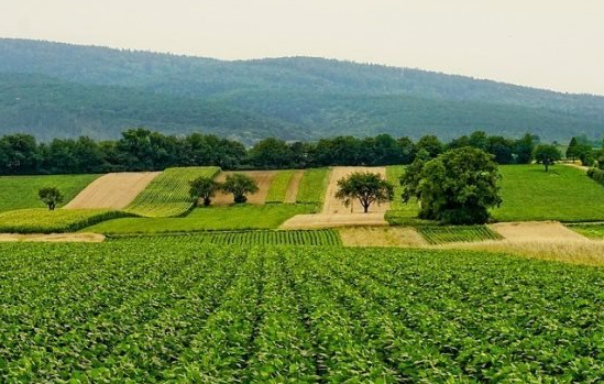 В сельском хозяйстве могут ограничить использование фосфора