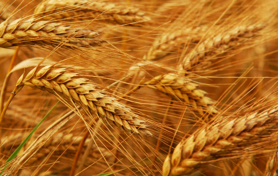 Урожай пшениці у Євросоюзі може скоротитися майже на 5% через посуху