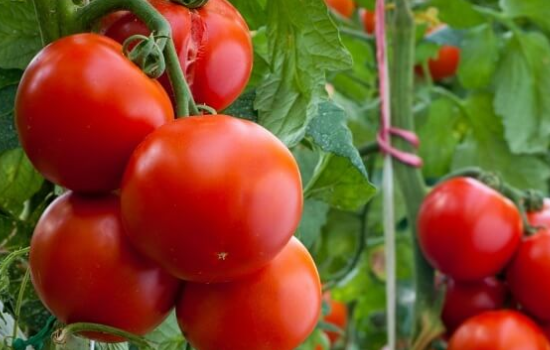 Генетики вырастили помидоры со вкусом чили