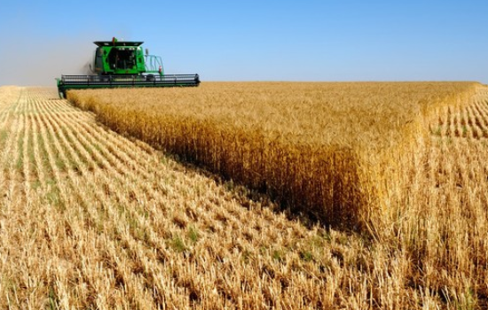 Новый стандарт на пшеницу введут летом