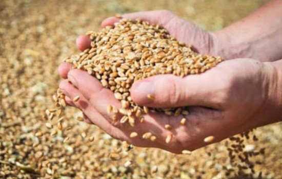 Експорт зерна з України все ще перевищує торішні обсяги