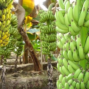 Крупнейший импортер бананов JFC банкротит сам себя с целью ухода от платы за аренду трех рефрижераторов