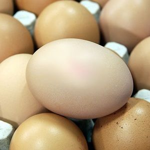 Аналитика европейского рынка. 2010 году в ЕС увеличится производство куриных яиц