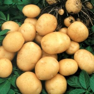 Украина побила собственный рекорд по сбору урожая картофеля