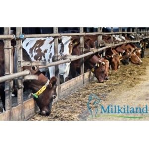 Производитель молочных продуктов "Милкиленд" увеличил выручку на 10%