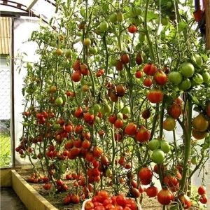 Украинские аграрии сократят производство тепличных помидоров