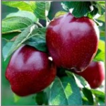 Яблука Джероміні