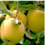 Яблука Голден