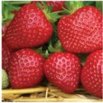 Полуниця Фалко