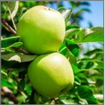 Яблука Гренні Сміт