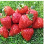 Полуниця Румба