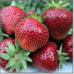 Полуниця Фейт