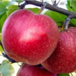 Яблука Фуджі