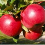 Яблука Айдаред