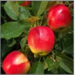 Яблука Гала